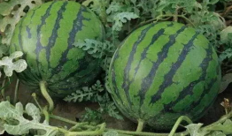 溧阳吃瓜最新事件爆料视频,最新爆料视频揭露惊人真相